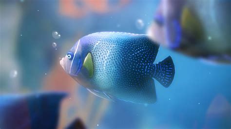 Wallpaper Blue Aquarium Fish 2560x1440 Qhd Picture Image