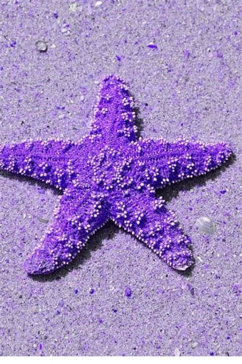 Purple Starfish Purple Wallpaper All Things Purple Purple Rain