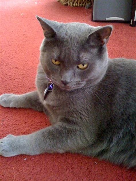 When we scale down the. Lost Gray Cat - Russian Blue - Michigan Humane Society