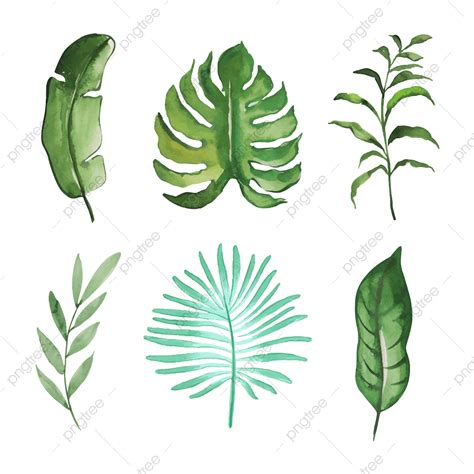 Tropical Plant Leaves Vector Hd Images Exotic Collection Of Watercolor