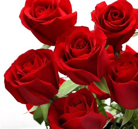 Obrázky Na Plochu 4117x3840 Px Deň Kvety Milovať Ruža Ruže