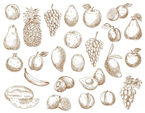 Premium Vector Sketch Fruits Isolated Icons Pomegranate