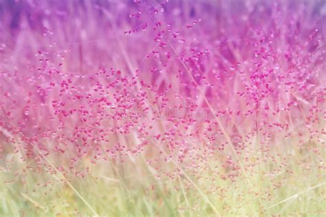 Small Pink Grass Flower Outdoor Spring Fresh Nature Backgro Stock Image