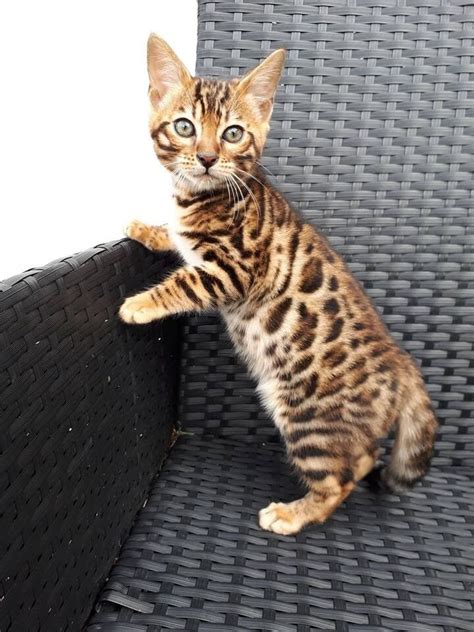 Brown Bengal Kitten Full Pedigree Male Ready Now In Wolverhampton