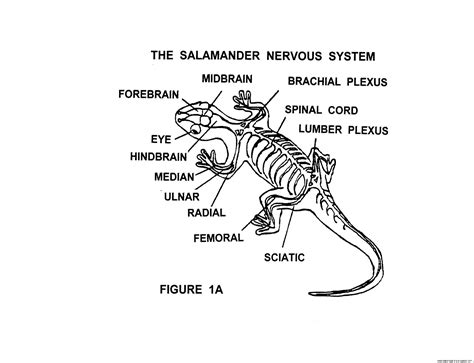 Salamander Diagram Wallpapers Gallery