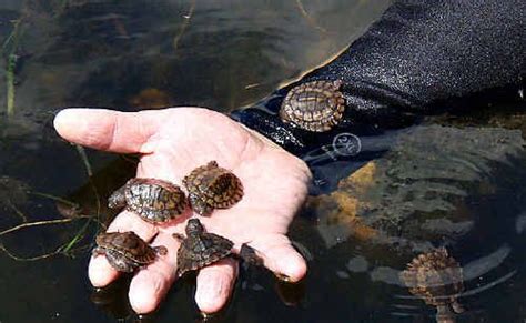 turtle research to help species the courier mail