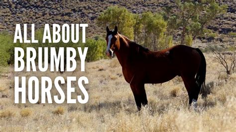 Brumby Horses All About Australias Feral Horses Youtube