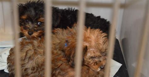A suburb of new york city, paramus is located 15 to 20 miles (24 to 32 km) northwest of midtown manhattan and approximately 8 miles (13 km) west of upper manhattan. 50 Puppies Found Packed In Overnight Van As Pet Store Denies Abuse | HuffPost