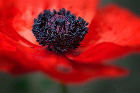 Hours may change under current circumstances Discover The Red Poppy - Poland's National Flower ...