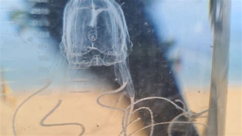 Whitsundays Irukandji Jellyfish Stings Man Off Hamilton Island The