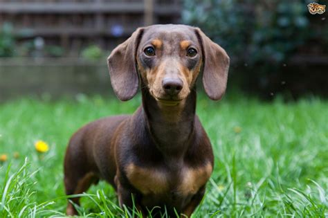 Average Weight For A Miniature Dachshund Size Weight Chart And Obesity