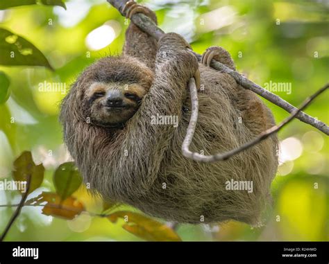 Cute Baby Animal Sloth Hi Res Stock Photography And Images Alamy