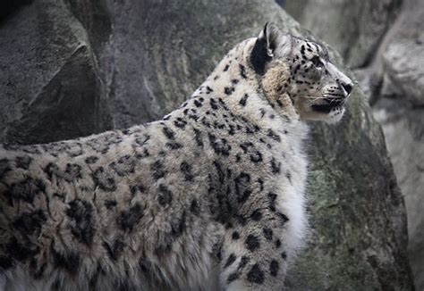 Snow Leopard Leo O Leopardo Das Neves Snow Leopard Bronx Zoo