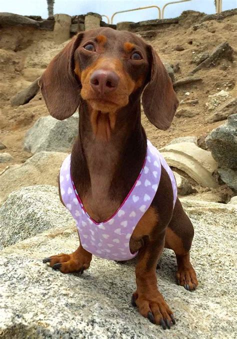 Dachshund Harness Petsidi