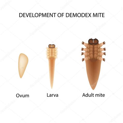 Reproduction Of The Mite Demodex Larva Adult Demodecosis