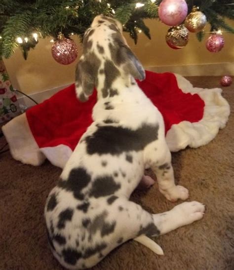 Great dane puppies, great dane breeders, great danes for sale, great danes. HARLEQUIN GREAT DANE PUPPIES FOR REHOMING JERSEY CITY For sale North Jersey Pets Dogs