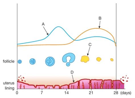 Igcse Biology Diagrams Menstrual Cycle Graphs Diagram Vrogue Co