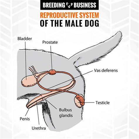 Dog Reproductive System Diagram