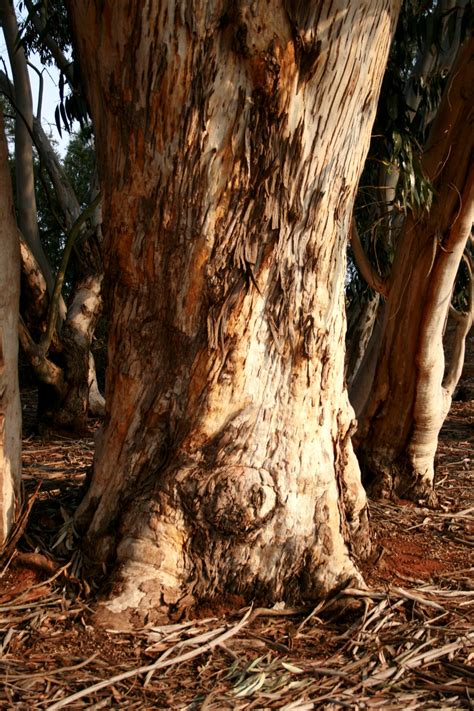 Eucalyptus Tree Trunk Free Stock Photo Public Domain Pictures