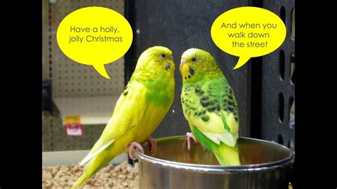 A Holly Jolly Christmas Lyrics With Lovely Animals Burl Ives