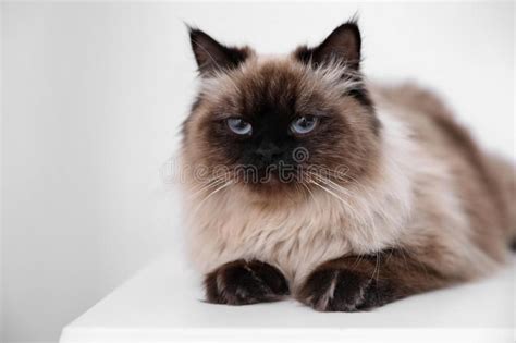 Cute Balinese Cat On Table At Home Stock Image Image Of Balinese