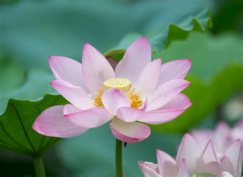 Blooming Lotus Flower Stock Image Image Of Attractive 93593237