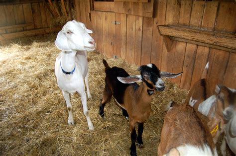 Benefits Of Raising Goats