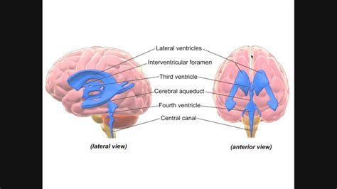 Circulation Of Cerebrospinal Fluid Csf Through Ventricles Youtube