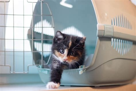 How To Get An Unwilling Cat Into A Carrier 3 Helpful Tips Pet Keen