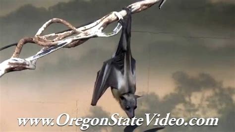 Vampire Bat Sleeping Royalty Free Video Pond5 Videohive Ebay Youtube