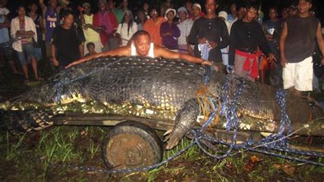Massive 21 Foot Crocodile Caught Alive In The Philippines