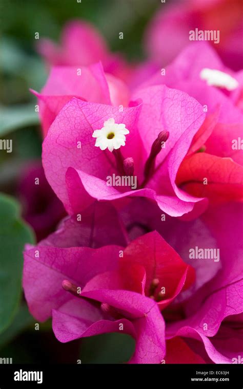 Bougainvillea Spectabilis Bracts And Flowers Stock Photo Alamy