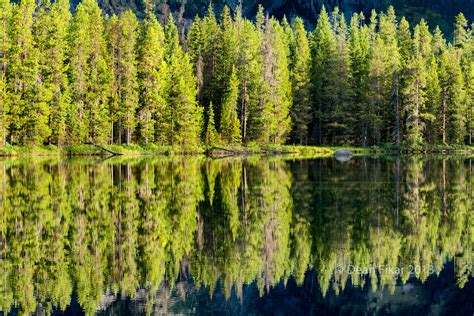Wallpaper Reflection Ecosystem Spruce Fir Forest Tropical And