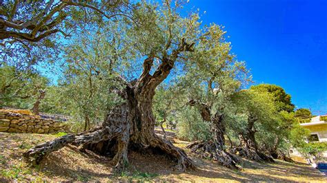 Probably 11 Of The Oldest Olive Trees On Earth The Trees Of Noah