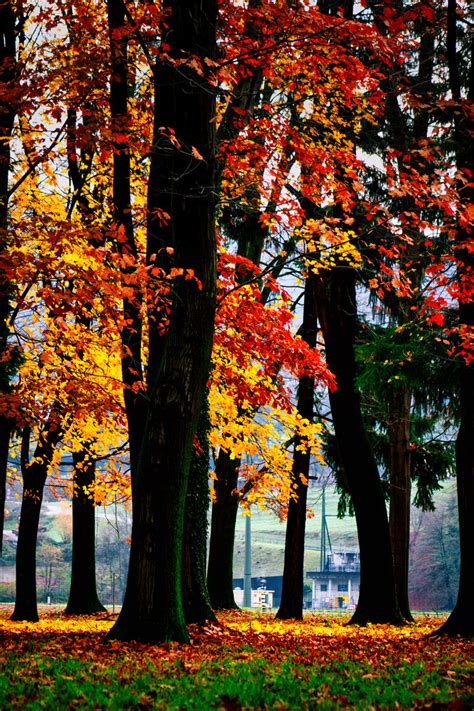 Colori d'autunno Foto % Immagini| paesaggi, boschi e foreste, campagna ...