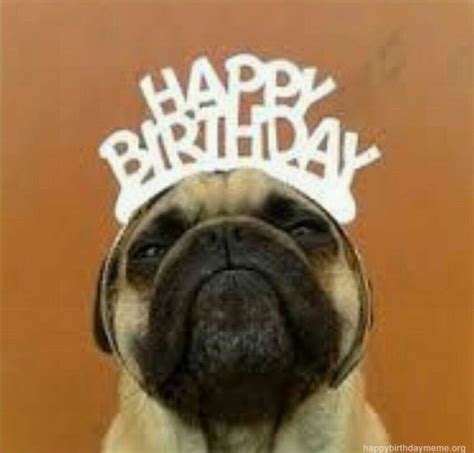 Cute  Happy Birthday Pug Meme L2sanpiero