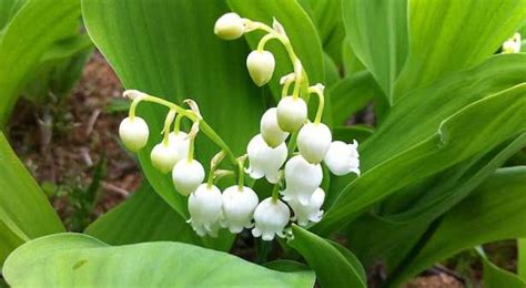 I fiori bianchi simboleggiano da sempre la purezza: 45 Fiori bianchi che amerai per sempre - Idee Green