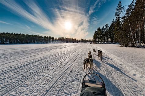 Фотографии собака Финляндия Northern Ostrobothnia зимние Природа