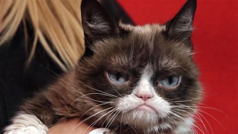 internet sensation grumpy cat dies 7news