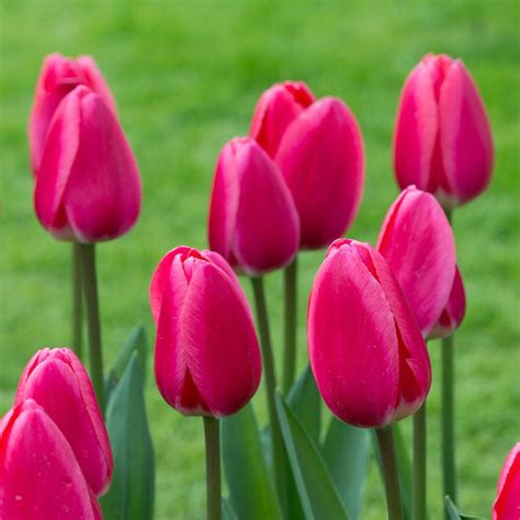Tulip Rosy Delight White Flower Farm