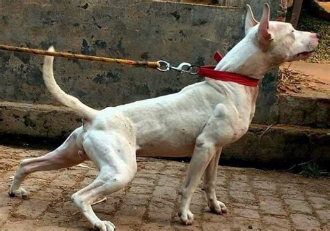 21 Native Indian Dog Breeds All Dogs From India