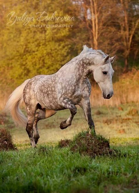 Orlov Trotter Dapple Grey Horses Horses Grey Horse