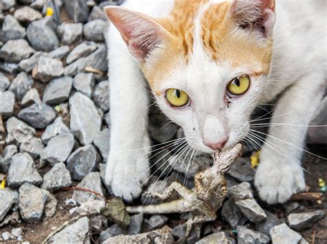 Millions Of Australian Reptiles Killed By Feral Cats Each