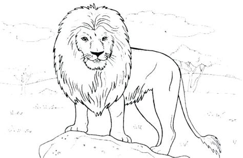 Lioness coloring page top 25 free printable the lion king coloring pages online credit: Lioness Coloring Pages at GetDrawings | Free download