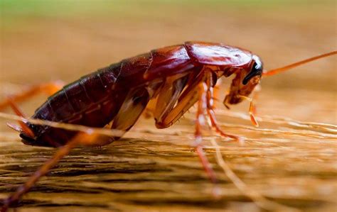 Blog The Secret To Effective American Cockroach Control In Dallas