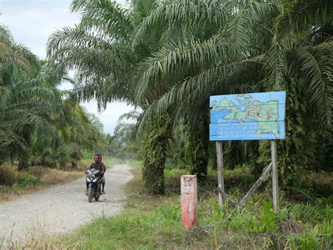 Menyoal Kebun Sawit Plasma di Papua - Mongabay.co.id