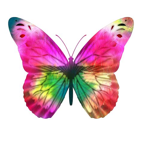 Bright Pink Butterfly | Butterfly pictures, Butterfly images, Colorful butterfly
