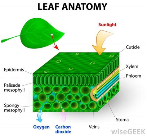 Anatomy Of A Leaf Diagrams 101 Diagrams
