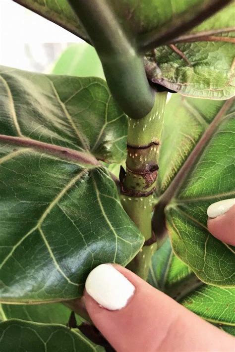 Three Ways To Encourage A Fiddle Leaf Fig To Branch Pruning Notching