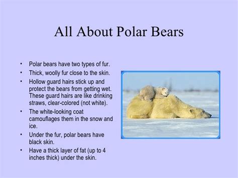 17 Best Images About Polar Bear On Pinterest Arctic